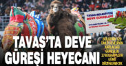Tavas Belediyesi, ilk kez Deve Güreşi festivali düzenleyecek