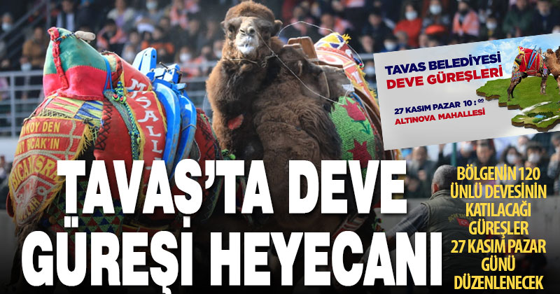 Tavas Belediyesi, ilk kez Deve Güreşi festivali düzenleyecek