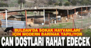 Buldan’da sokak hayvanları için modern barınak yapılıyor
