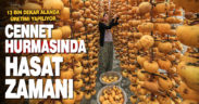 Denizli’deki bahçelerde “cennet hurması” hasadı başladı