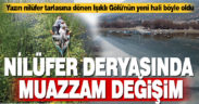 Nilüfer deryasında muazzam değişim
