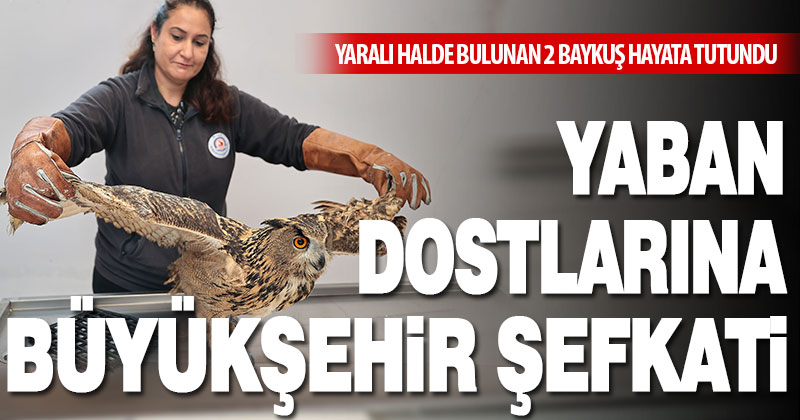 Yaban dostlarına Büyükşehir şefkati