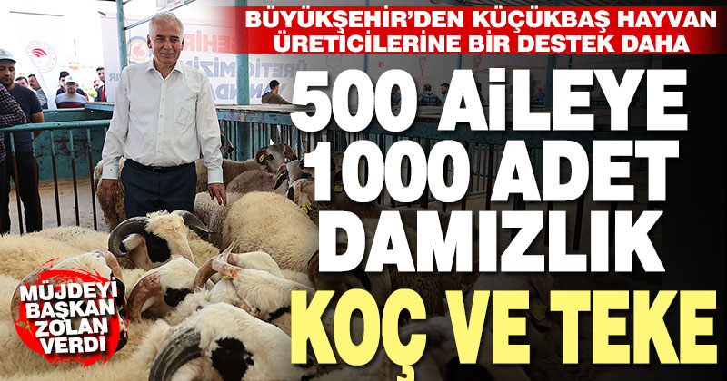 Büyükşehir’den küçükbaş hayvan üreticilerine 500 aileye daha 1000 adet damızlık koç ve teke