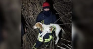 Kuyuda mahsur kalan köpeği itfaiye kurtardı