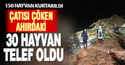 Çatısı çöken ahırda 30’a yakın küçükbaş hayvan telef oldu