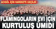 Pembe gezgin flamingoların evi Acıgöl için harekete geçildi