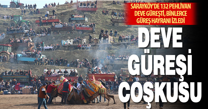 Sarayköy’de 37’nci deve güreşleri büyük ilgi gördü