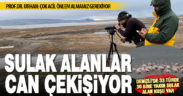 Sulak alanlarda kuş sayımı yapıldı: Göl ve göletler yok olma tehlikesinde