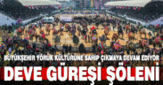 Büyükşehir Yörük kültürüne sahip çıkmaya devam ediyor. Denizli’de deve güreşi şöleni