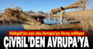 Gökgöl’ün saz otu Avrupa’ya ihraç ediliyor