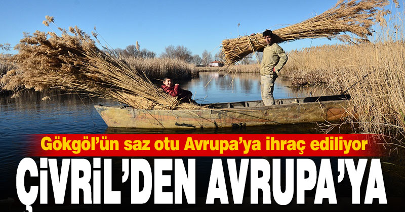 Gökgöl’ün saz otu Avrupa’ya ihraç ediliyor