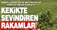 Denizli kekikten 66 milyon dolar ihracat geliri elde etti