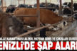 Denizli’de şap alarmı, 26 mahalle karantinaya alındı