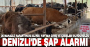 Denizli’de şap alarmı, 26 mahalle karantinaya alındı