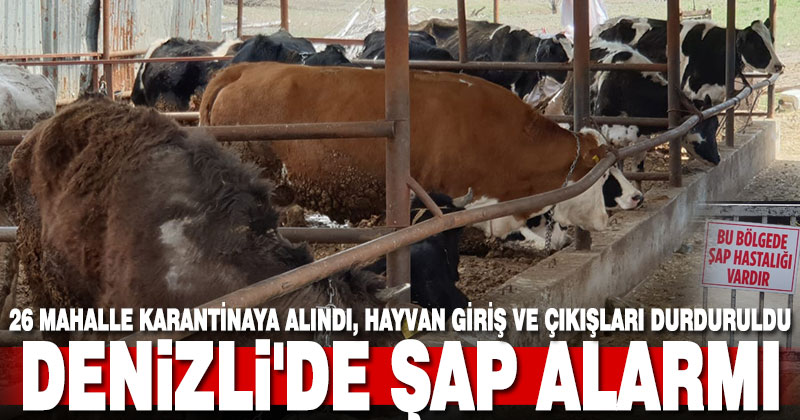 Denizli’de şap alarmı, 26 mahalle karantinaya alındı