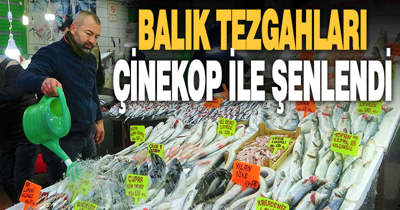 Balık tezgahlarında palamuttun ardından çinekop günü yaşanıyor