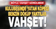 Böyle vahşet görülmedi, bağlı köpeği kulübesinde diri diri yaktılar