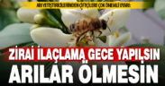 Arı yetiştiricileri, arıların ölmemesi için gece ilaçlama yapılmasını istiyor
