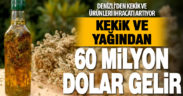 Denizli kekik yağı ihracatından 60 milyon dolar kazandı
