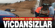 Köpek dövüşüne jandarma baskını: 15 gözaltı