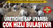 Şap nedeniyle canlı hayvan ticareti tamamen yasaklandı: Hastalık çok hızlı bulaşıyor