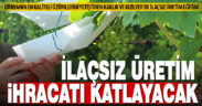 Bağlara zarar veren salkım güvesiyle ilaçsız mücadele, ihracatı katlayacak