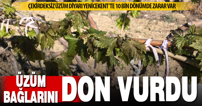 Çekirdeksiz üzüm diyarı Yenicekent’te üzüm bağlarını don vurdu