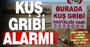 Kuş gribi alarmı: Honaz ve Başmakçı’da 6.5 milyon tavuk itlaf edildi