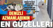 Denizli’ye özgü güvercin ırkı “Denizli” Azmanı güzellik yarışması yapıldı