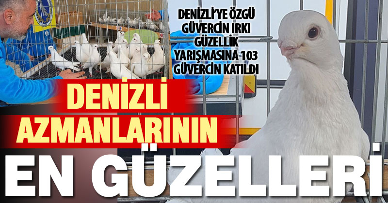 Denizli’ye özgü güvercin ırkı “Denizli” Azmanı güzellik yarışması yapıldı