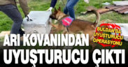 Jandarmanın bağ evine düzenlediği operasyonda 11 kilo esrar ele geçirildi