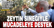 Zeytin sineğiyle doğal mücadeleye Büyükşehir desteği