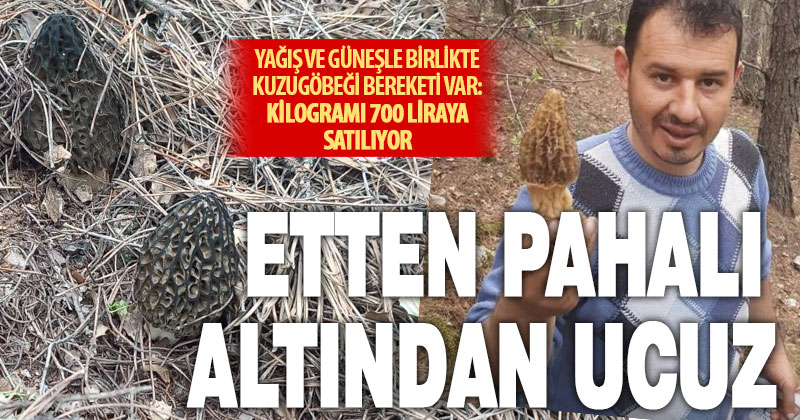 Mevsim şartları iyi gidince kuzugöbeği bolluğu yaşanıyor: Kilogramı 700 TL