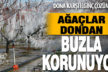 Ağaçları dondan buzla koruyorlar