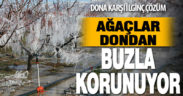 Ağaçları dondan buzla koruyorlar