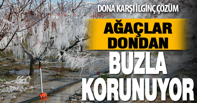 Ağaçları dondan buzla koruyorlar