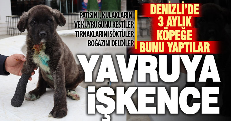 Denizli’de işkenceye uğramış 3 aylık yavru köpek bulundu