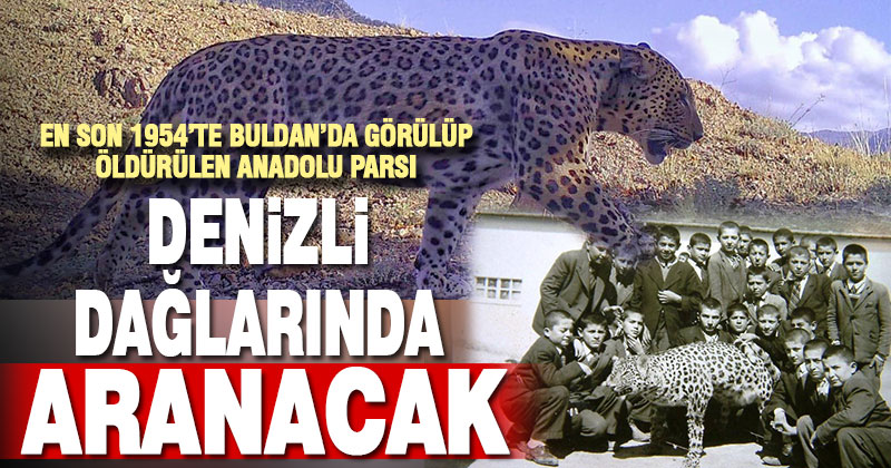 Denizli’de en son 1954’te görülen Anadolu Parsı’nın yeniden bulunması için çalışma başlatıldı
