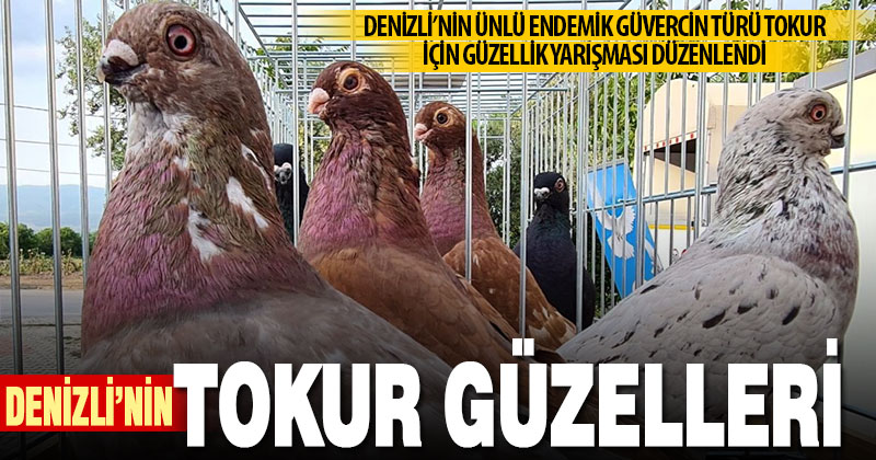 Denizli’ye özgü ‘Tokur’ ırkı güvercinler güzellikleriyle yarıştı