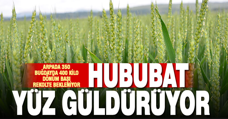 Yağışlarla birlikte Denizli’nin hububat üretiminde yüksek verim bekleniyor