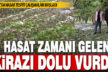 Honaz’da dolu yağışı, hasadı zamanı gelen kirazı dalından döktü
