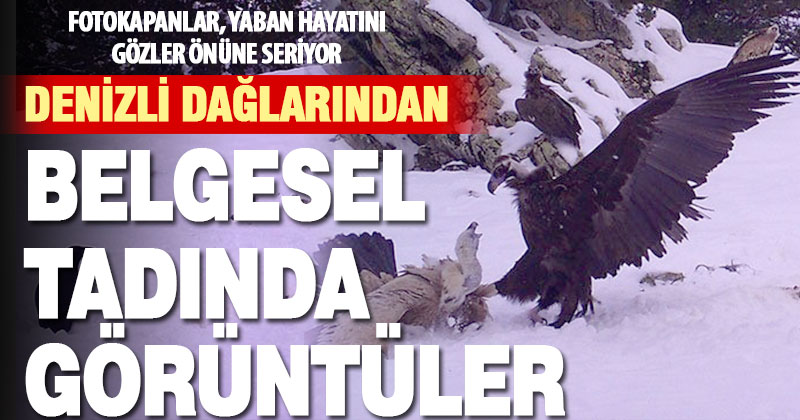 Denizli dağlarındaki fotokapanlara yansıyan görüntüler belgeseli aratmadı