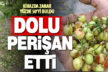 Hasat zamanı gelen kirazda dolunun verdiği zarar yüzde 50’yi buldu