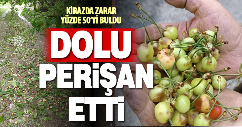 Hasat zamanı gelen kirazda dolunun verdiği zarar yüzde 50’yi buldu
