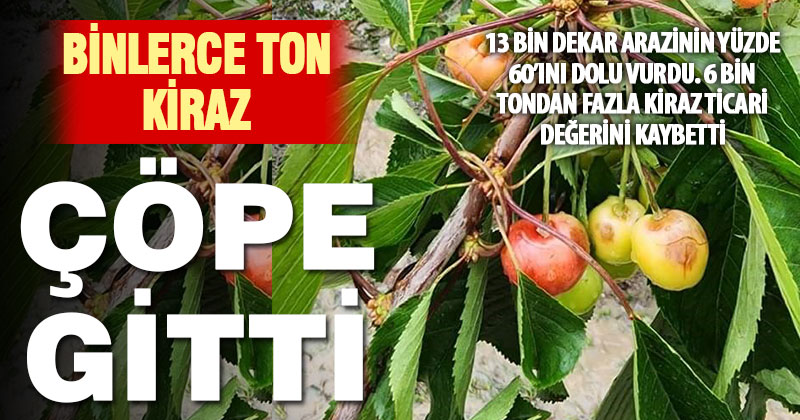 Honaz’da dolunun verdiği zarar netleşiyor: 6 bin tondan fazla kiraz çöpe gitti