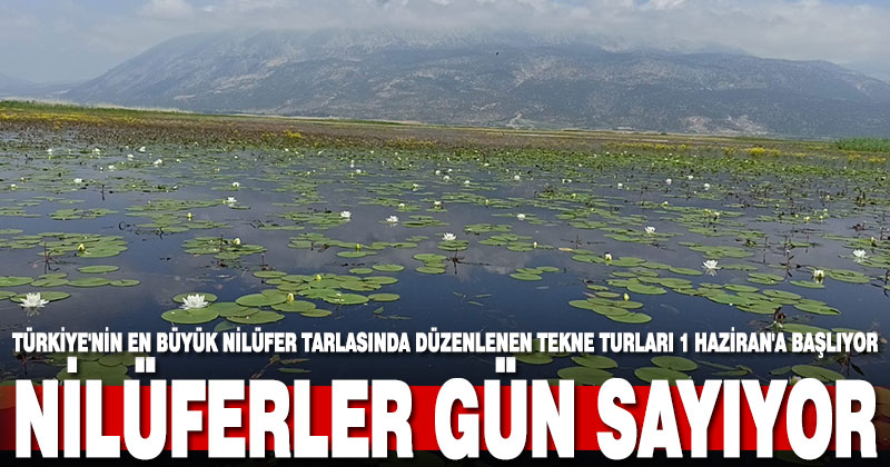 Türkiye’nin en büyük nilüfer tarlasında düzenlenen tekne turları 1 Haziran’a başlıyor