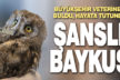 Şanslı baykuşu Büyükşehir veterineri buldu, hayata tutundu