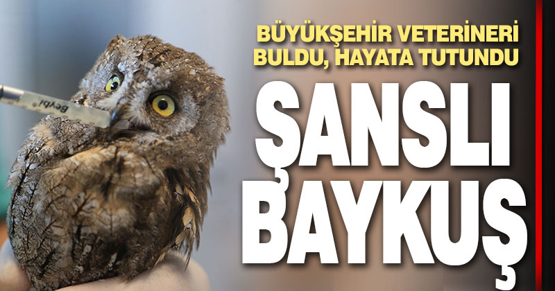 Şanslı baykuşu Büyükşehir veterineri buldu, hayata tutundu