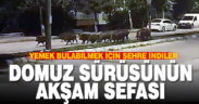 Domuz sürüsünün akşam gezintisi kameraya takıldı