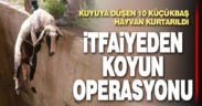 Kuyuya düşen 10 küçükbaş hayvan tek tek kurtarıldı